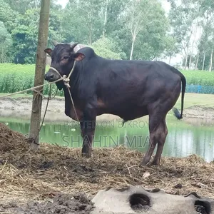 “শাহীওয়াল জাত এর ষাঁড় এর গরু বিক্রয়”