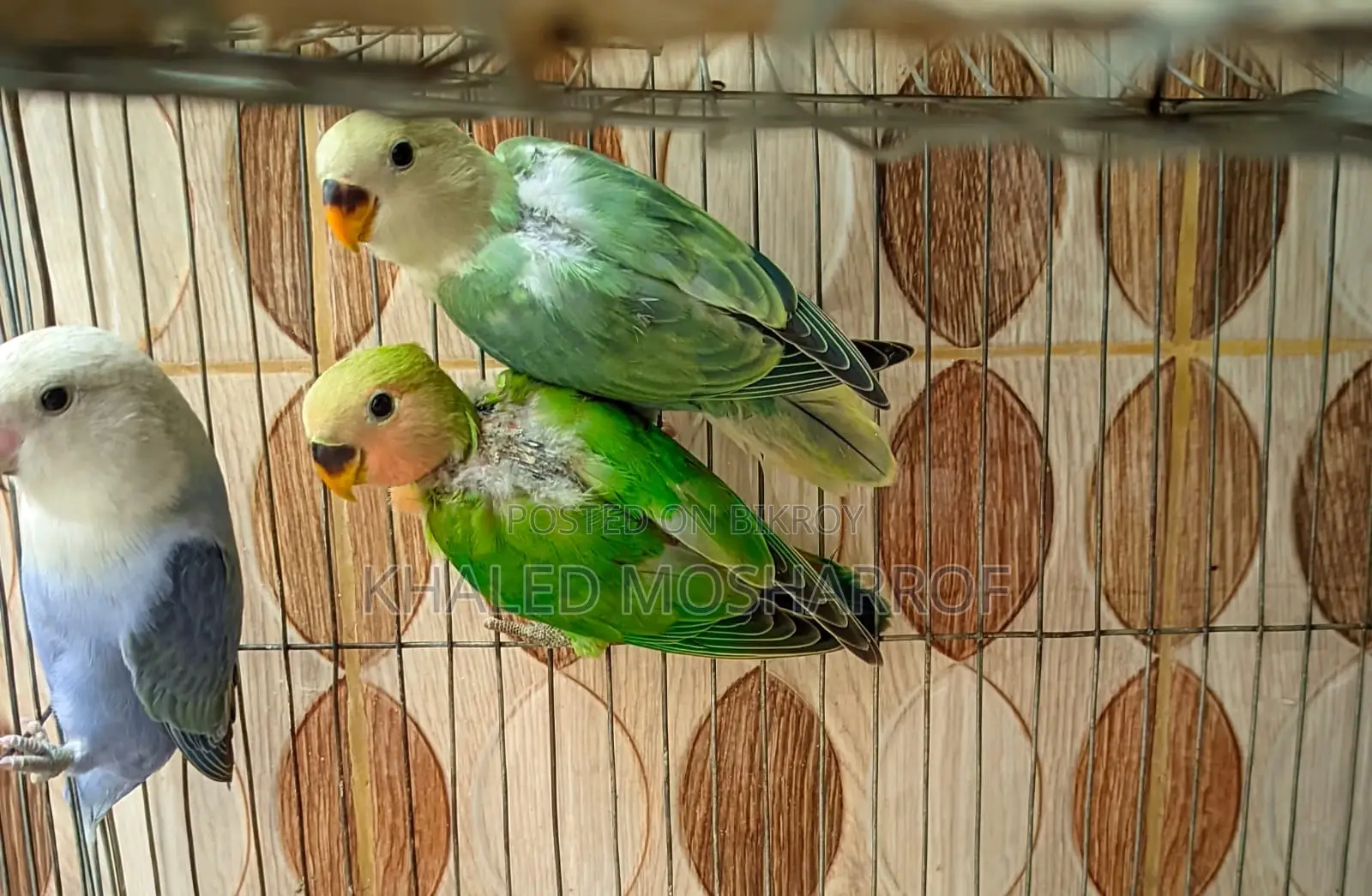 Lovebird