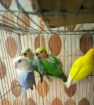 Lovebird