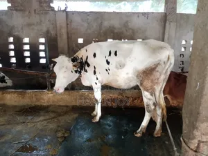 উন্নত মানের খামারের গাভী বিক্রয় হবে