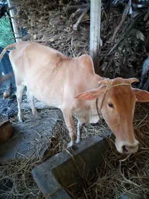 “কোরবানির গরু বিক্রি হব