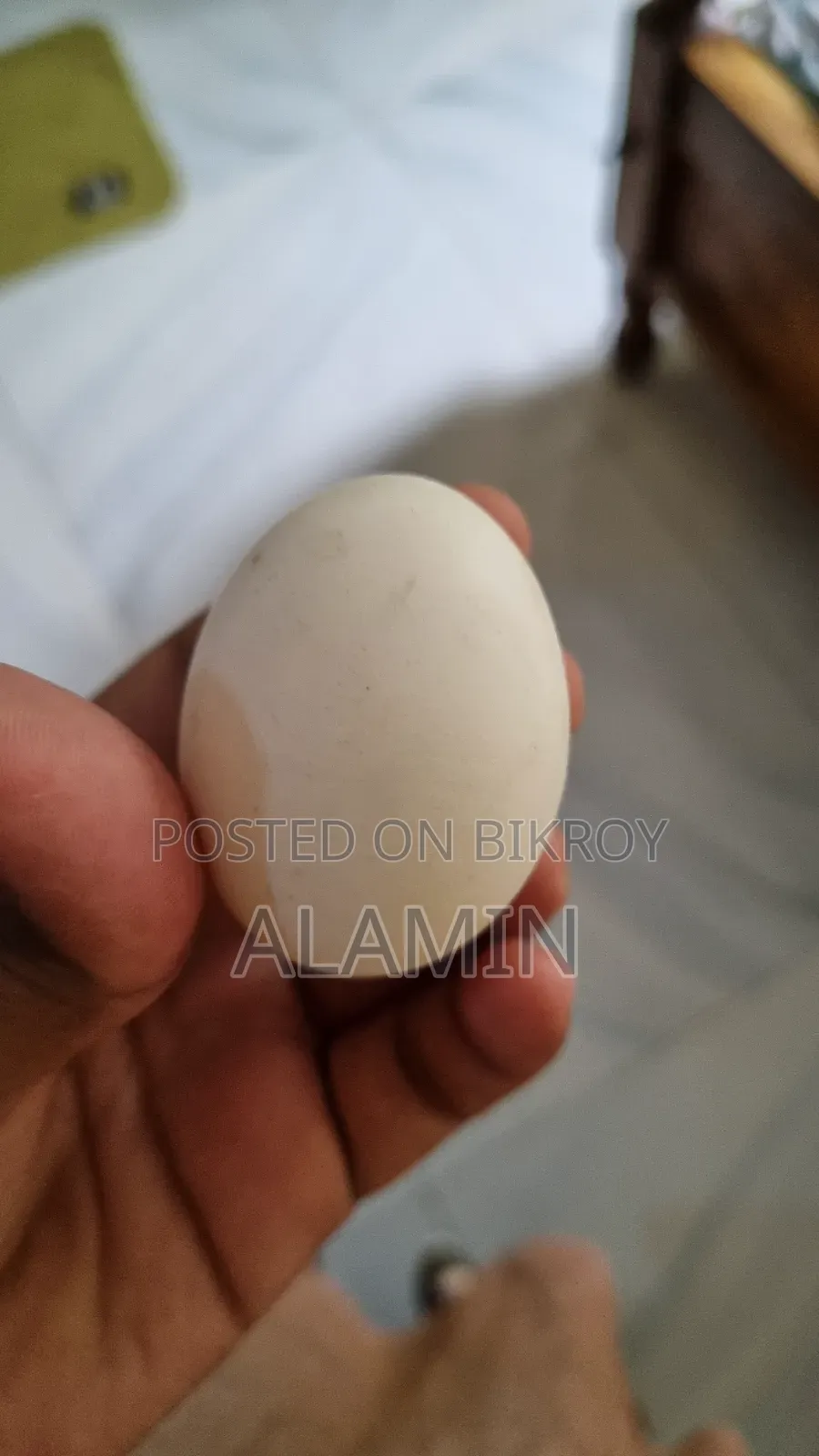 ফাউমি মুরগীর বিজ ডিম