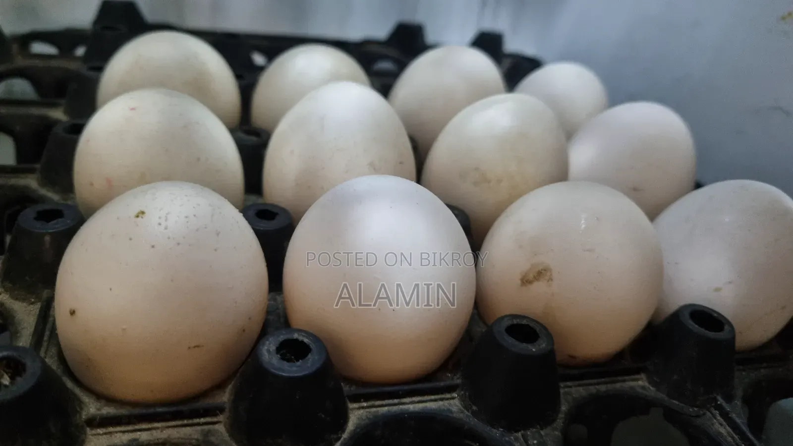 ফাউমি মুরগীর বিজ ডিম