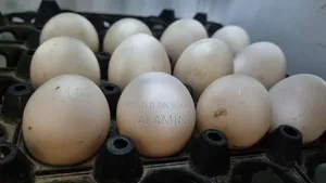 ফাউমি মুরগীর বিজ ডিম