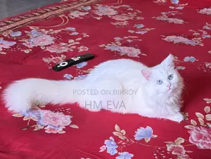 1+ year Female Purebred Persian