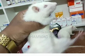 White Albino Rat (High Quality Swissline)