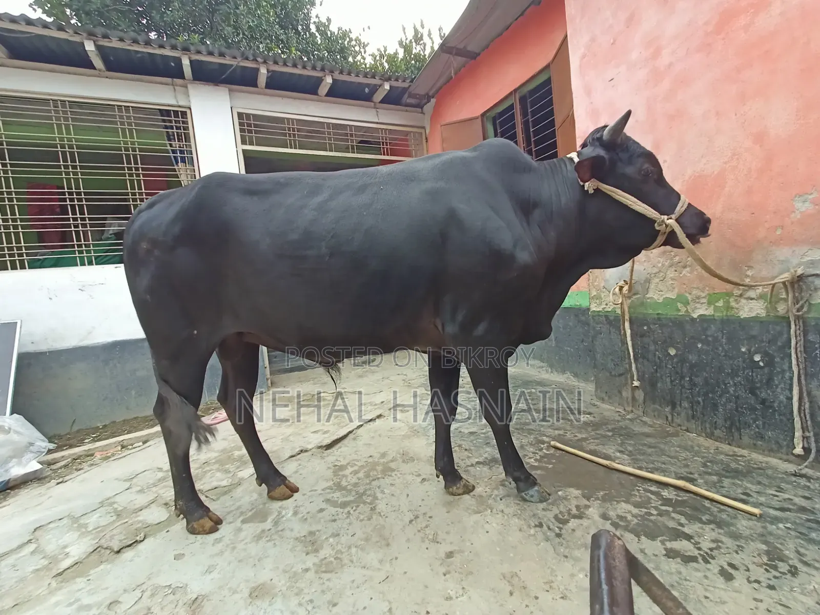 একটি কোরবানির গরু বিক্রি করা হবে।
