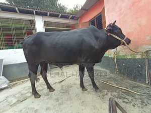 একটি কোরবানির গরু বিক্রি করা হবে।