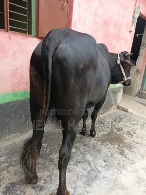একটি কোরবানির গরু বিক্রি করা হবে।