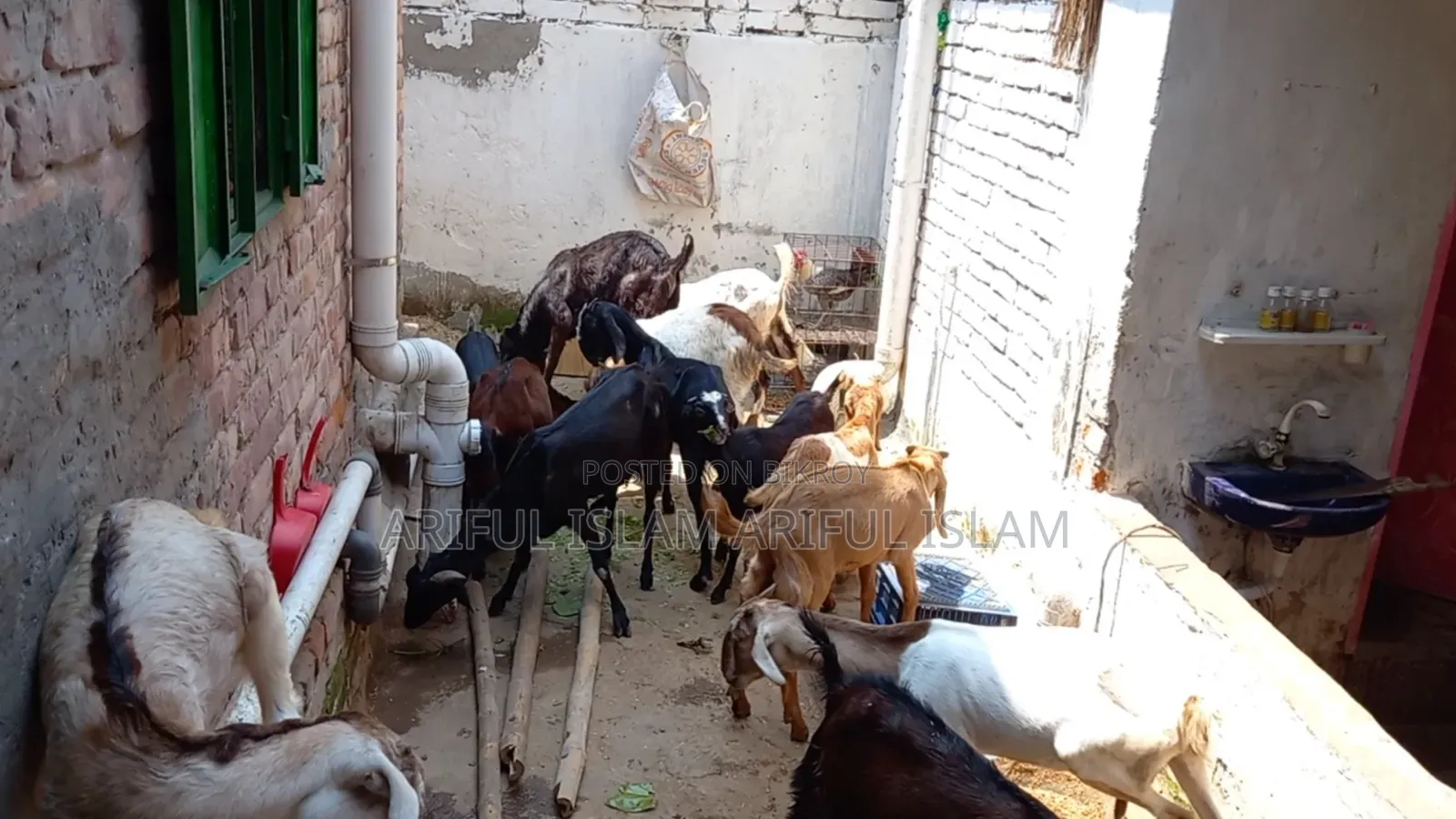 Goats for Sale