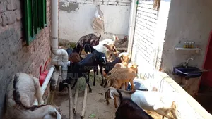 Goats for Sale