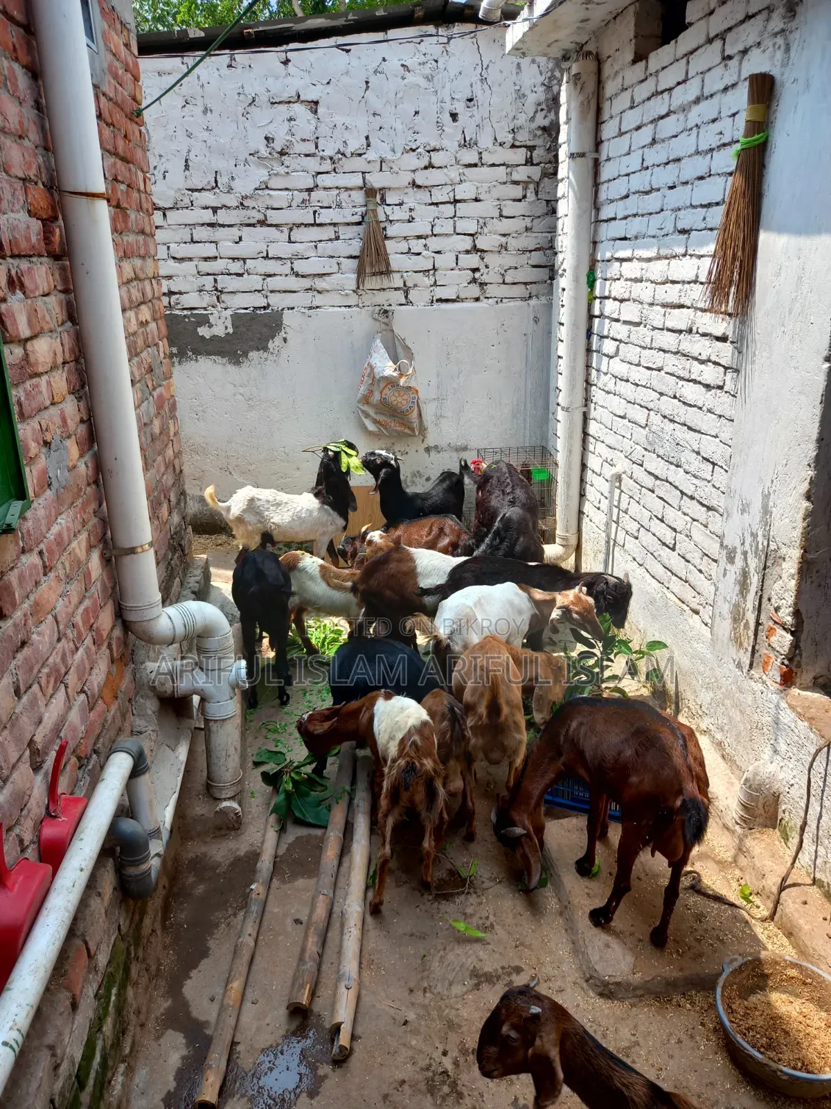 Goats for Sale