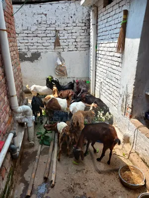 Goats for Sale