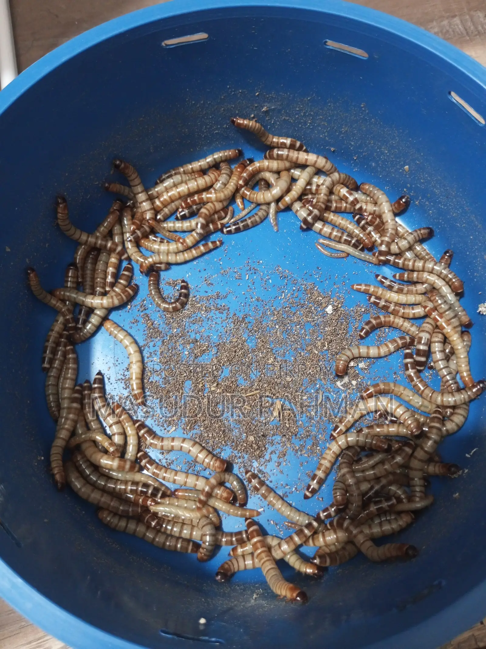 বিটোল পোকা