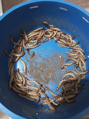 বিটোল পোকা