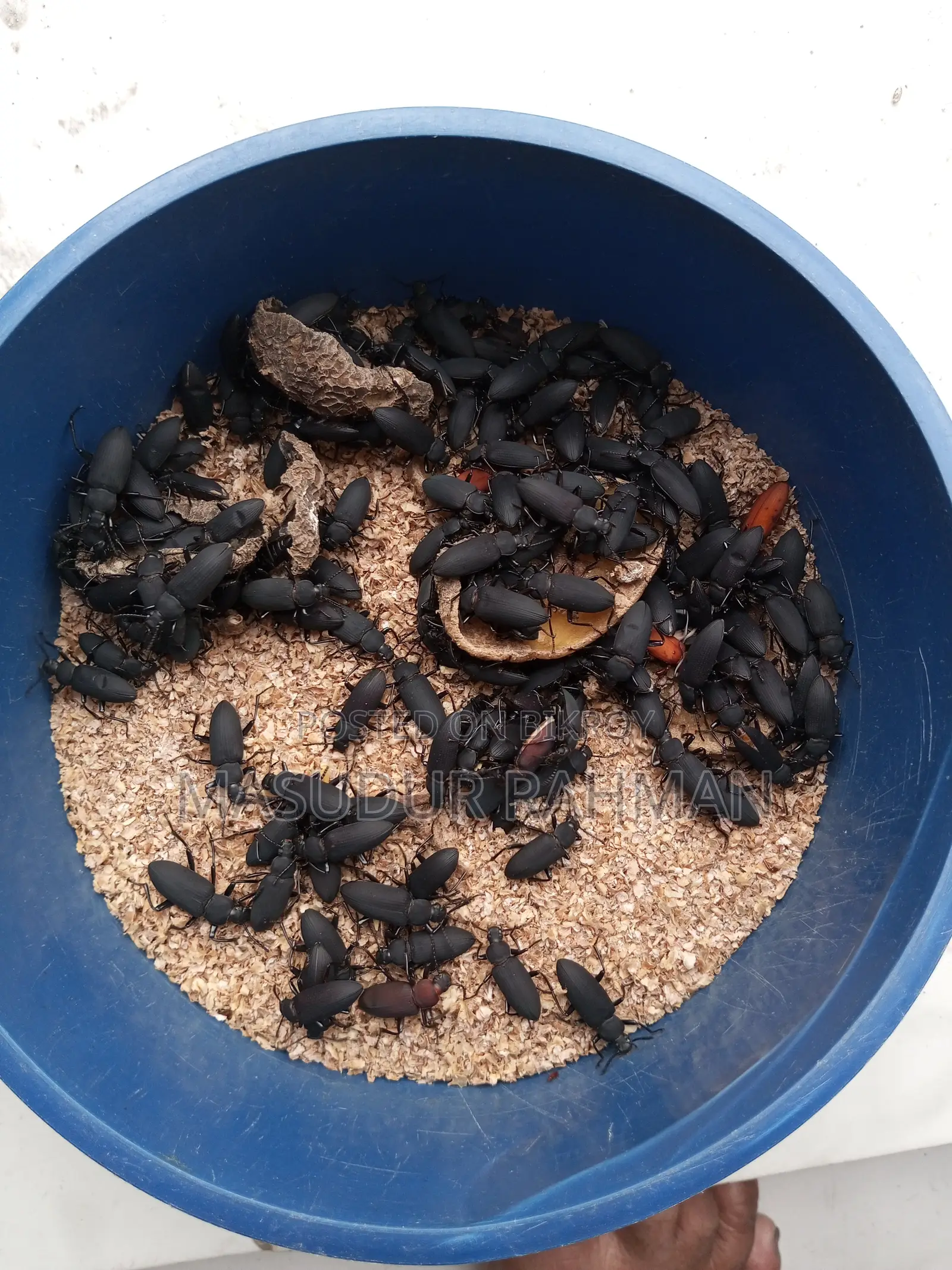 বিটোল পোকা