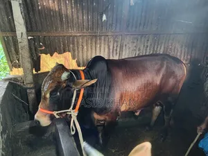 যারা দেশি গরু নিতে চাচ্ছেন