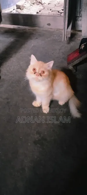 1+ Year Female Purebred Persian