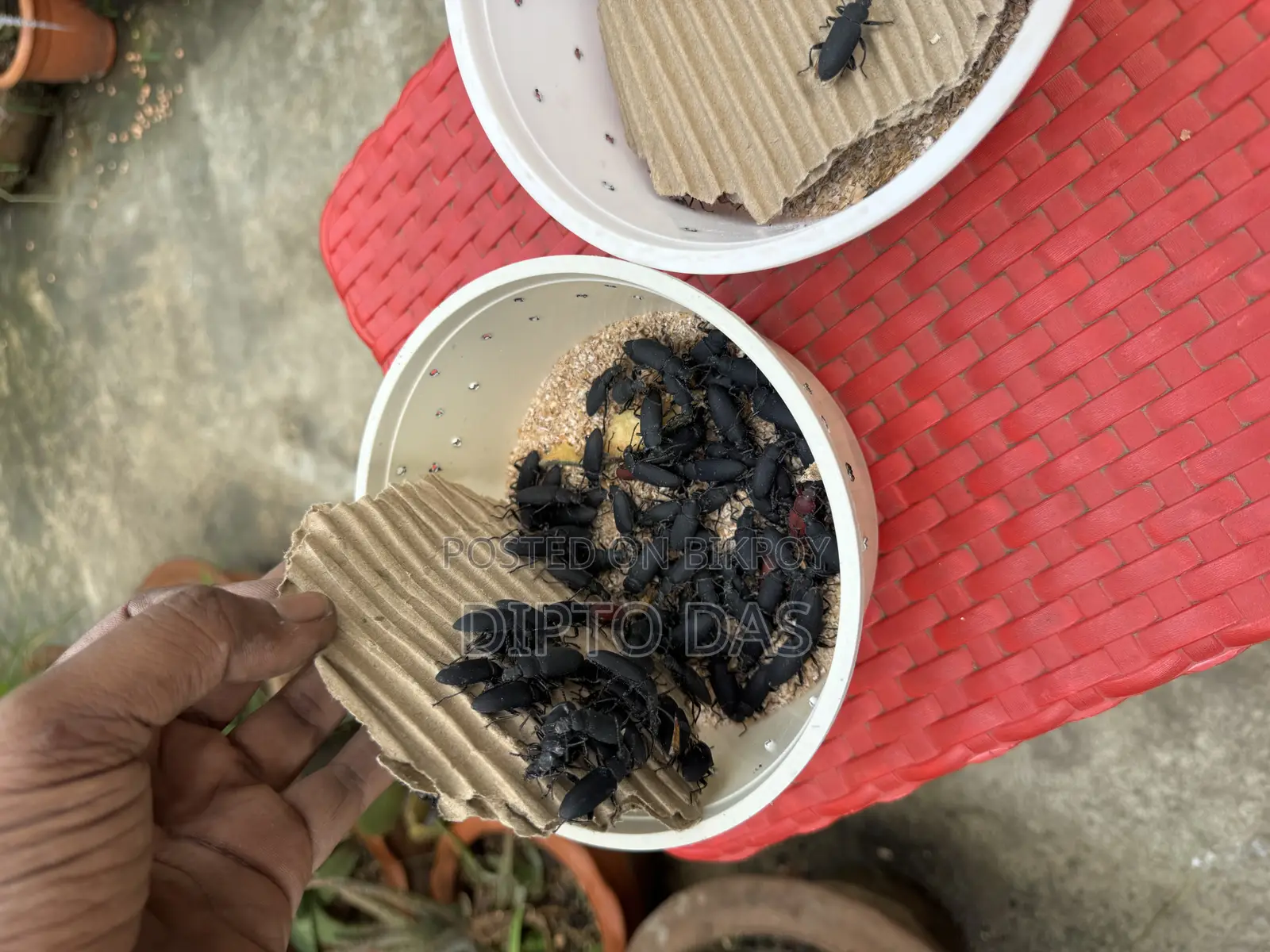 Beetle Larvae
