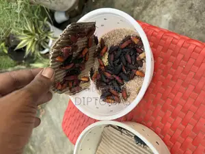 বিটল লার্ভা