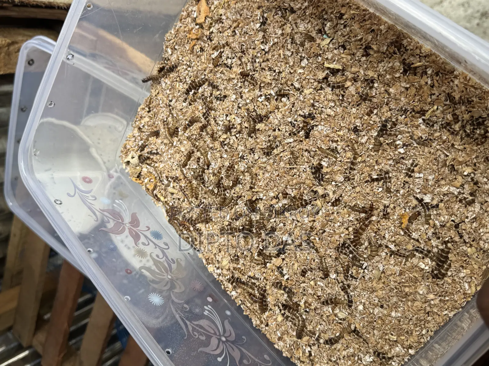 Beetle Larvae