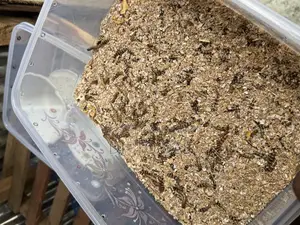 Beetle Larvae