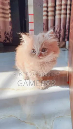1-3 Months Male Purebred Persian