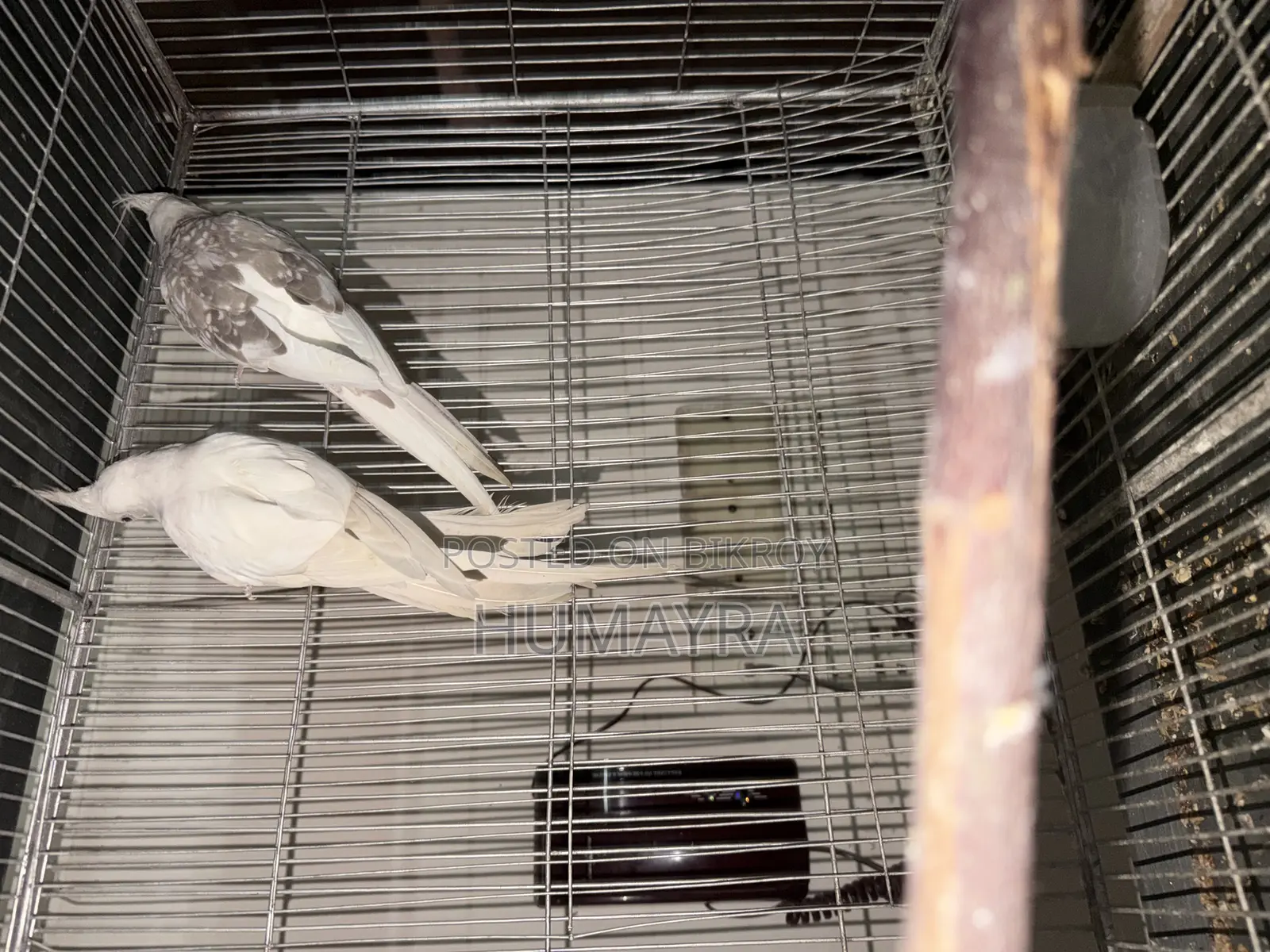 মাস্টার পেয়ার বিক্রির জন্য