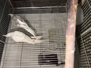 মাস্টার পেয়ার বিক্রির জন্য