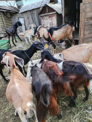 Home-raised Goat, Weight 26 to 27 kg