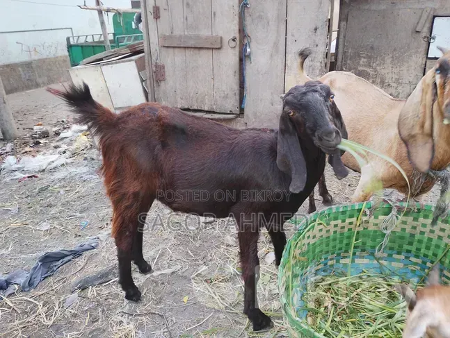Home-raised Goat, Weight 26 to 27 kg