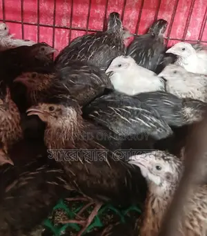কোয়েল পাখি