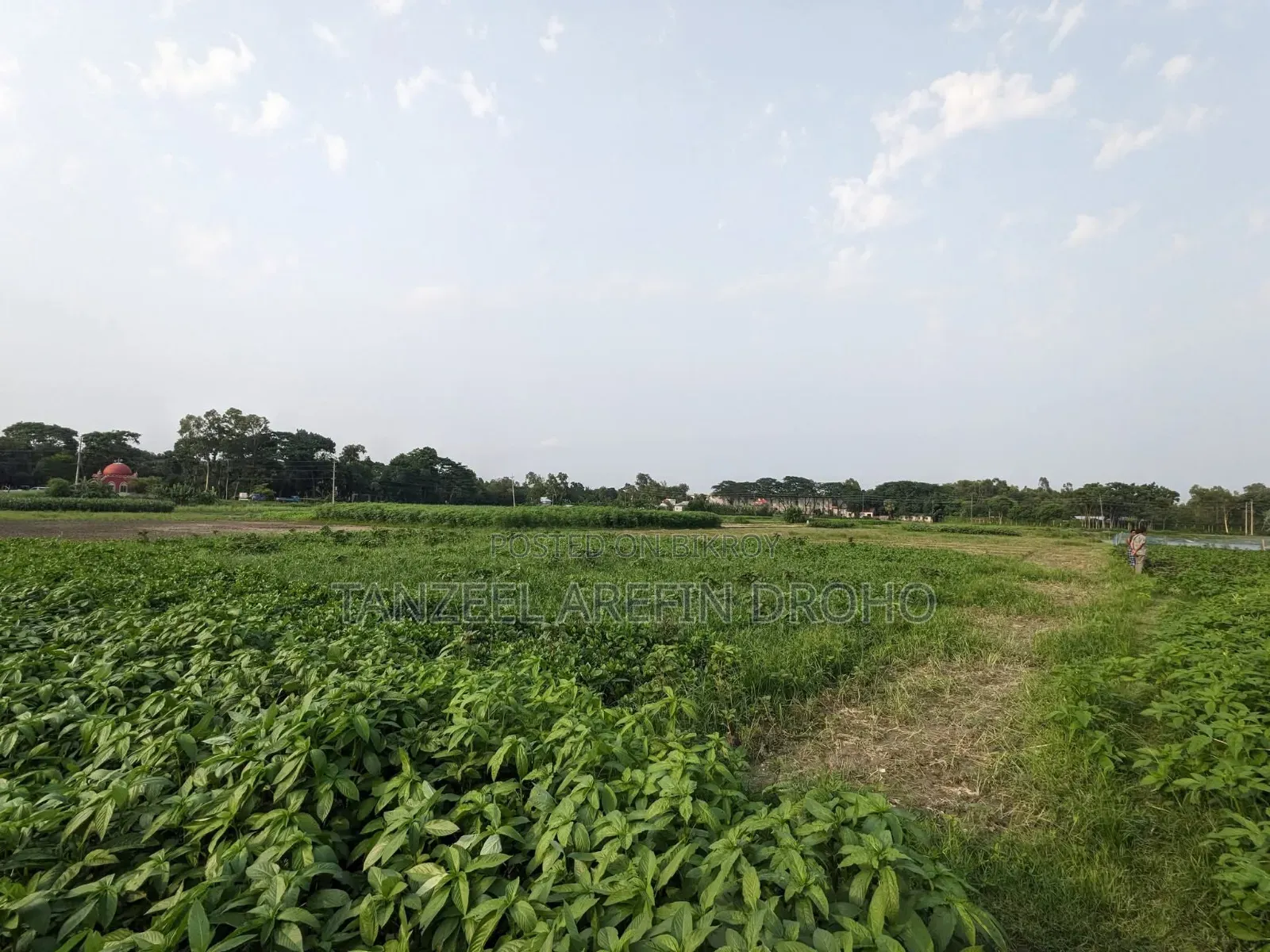 সিরাজদিখান, মুন্সিগঞ্জ; ৩২২ শতাংশ পৈতৃক জমি ৫টি পর্চায় বিক্রয় হবে!