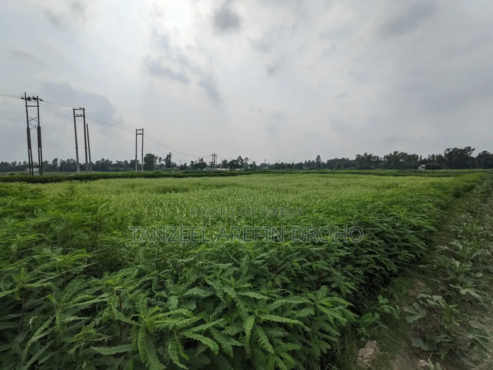 সিরাজদিখান, মুন্সিগঞ্জ; ৩২২ শতাংশ পৈতৃক জমি ৫টি পর্চায় বিক্রয় হবে!