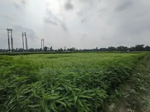সিরাজদিখান, মুন্সিগঞ্জ; ৩২২ শতাংশ পৈতৃক জমি ৫টি পর্চায় বিক্রয় হবে!
