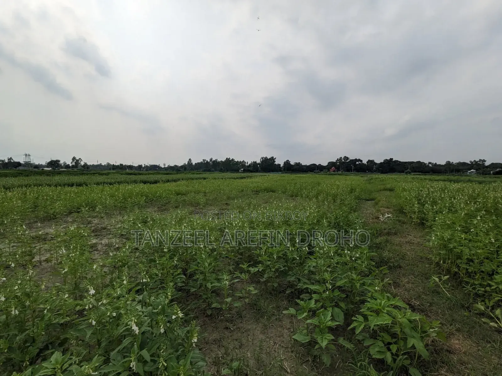সিরাজদিখান, মুন্সিগঞ্জ; ৩২২ শতাংশ পৈতৃক জমি ৫টি পর্চায় বিক্রয় হবে!