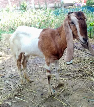 একটি সুন্দর ছাগী বিক্রি হবে