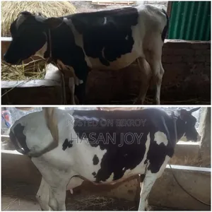 “উন্নত জাতের ফ্রিজিয়ান গাভী + বকনা বাছুর”