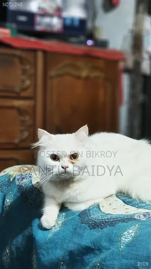 1+ Year Female Purebred Persian Cat