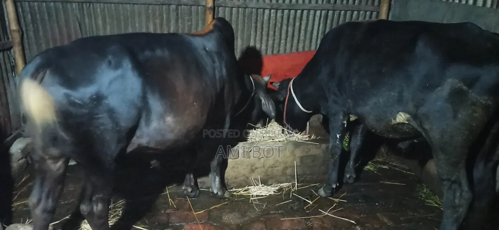 (Cow Sell)