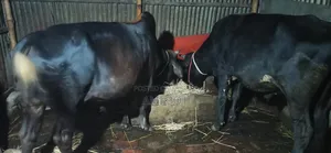 (Cow Sell)