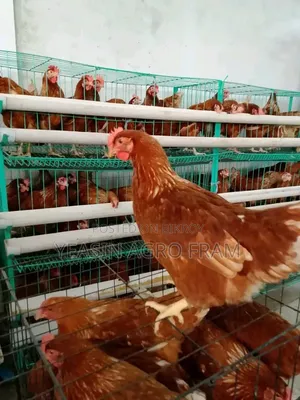 রানিং লেয়ার মুরগী বিক্রি করা হবে