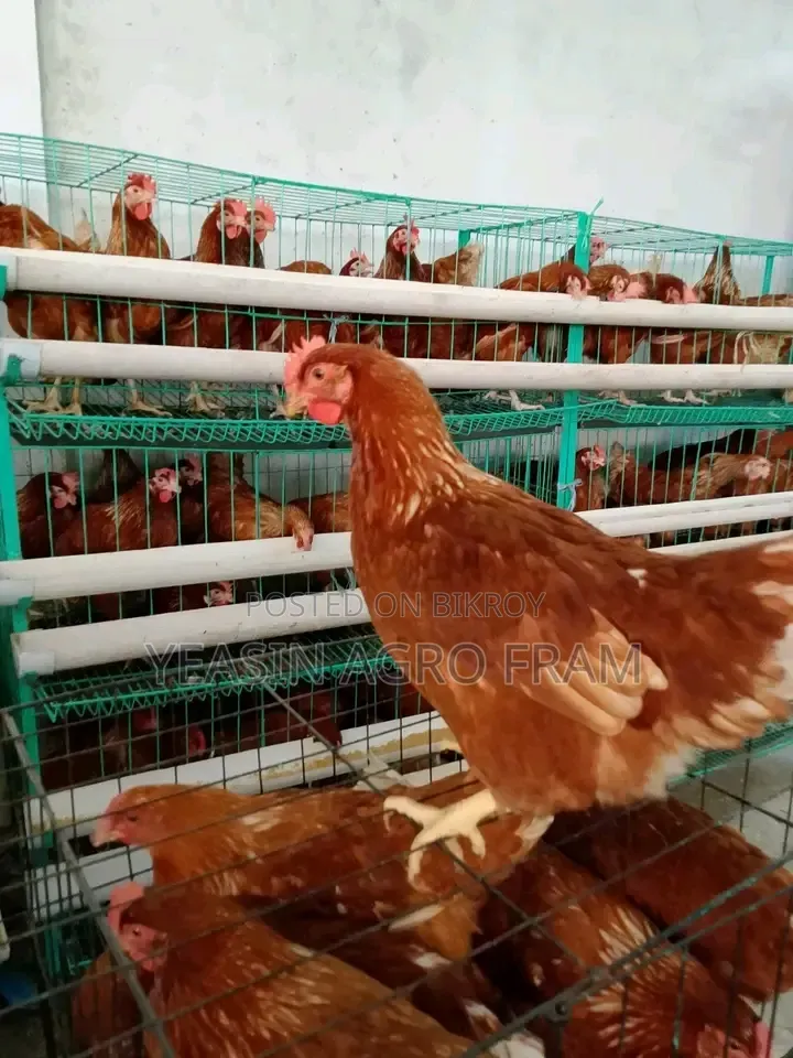 রানিং লেয়ার মুরগী বিক্রি করা হবে