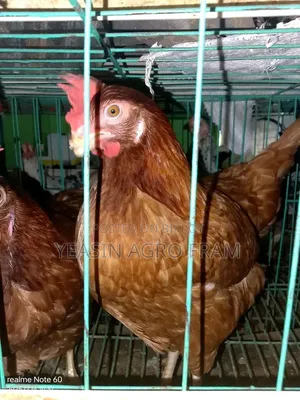 রানিং লেয়ার মুরগী বিক্রি করা হবে