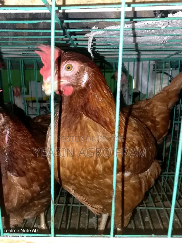 রানিং লেয়ার মুরগী বিক্রি করা হবে