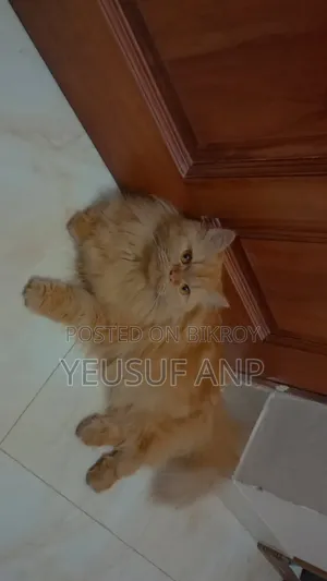 1+ Year Male Purebred Persian