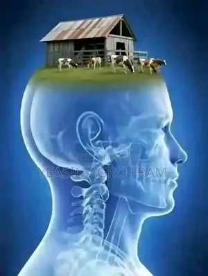 রানিং ফাউমি মুরগী বিক্রি করা হবে