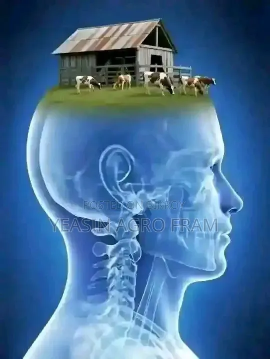 রানিং ফাউমি মুরগী বিক্রি করা হবে