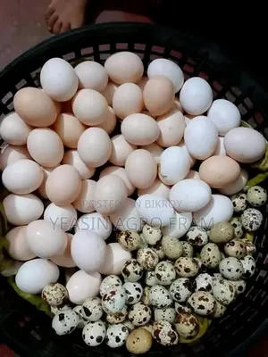 দেশি মুরগী ডিম বিক্রি করা হবে