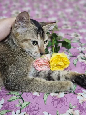 1-3 Months Male Mixed Breed Cat